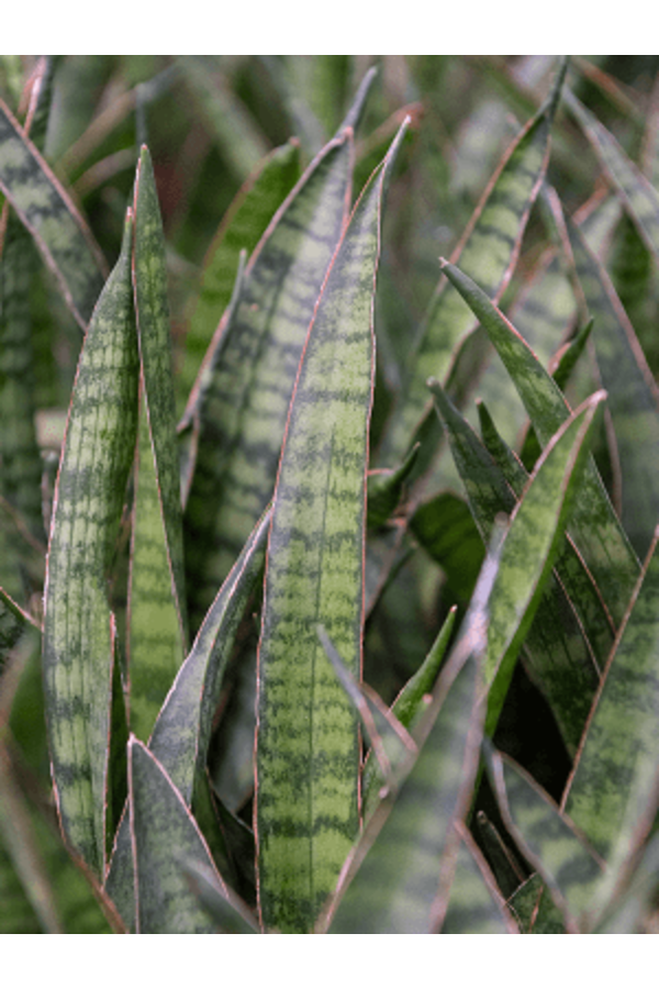 Wasserpflanze Sansevieria Kirkii