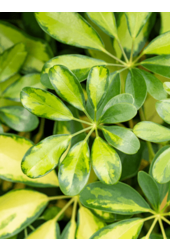 Wasserkraftwerk Schefflera Arboricola Gold Capella