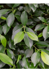 Wasserpflanze Ficus Microcarpa 'Nitida'