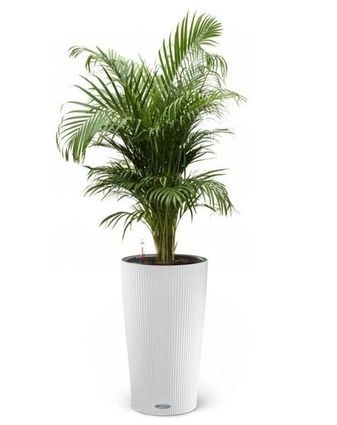 Lechuza Lechuza | Areca