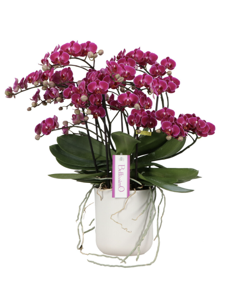 Phalaenopsis