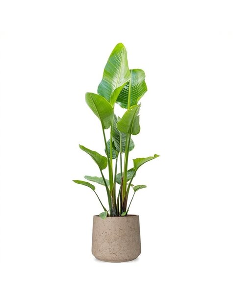 Forli | Strelitzia