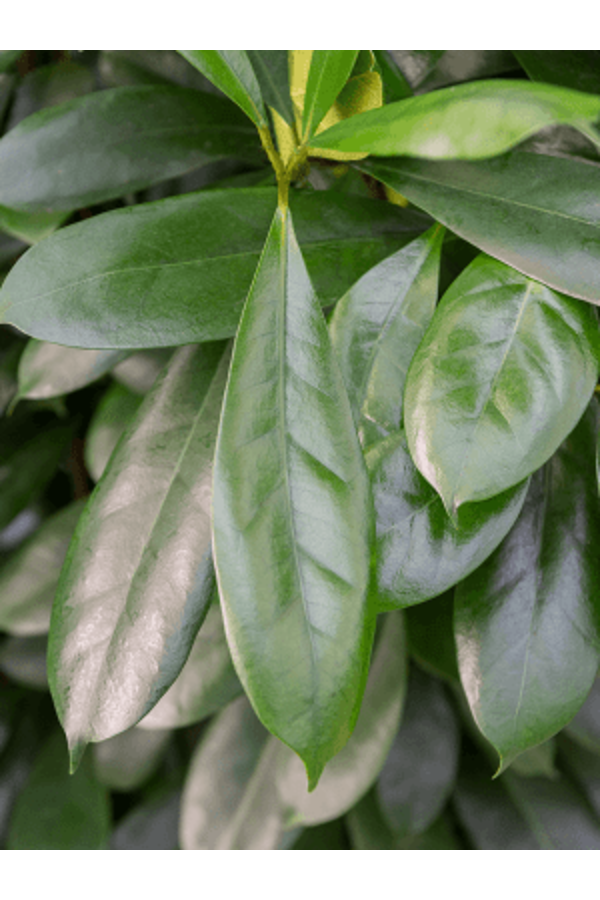 Wasserpflanze Ficus Cyathistipula