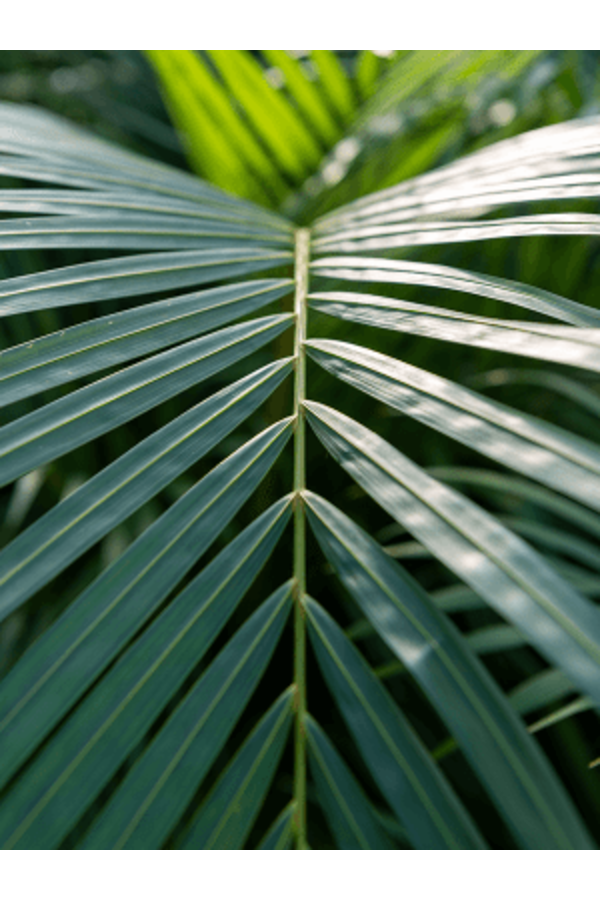 Dypsis (Areca) Lutescens