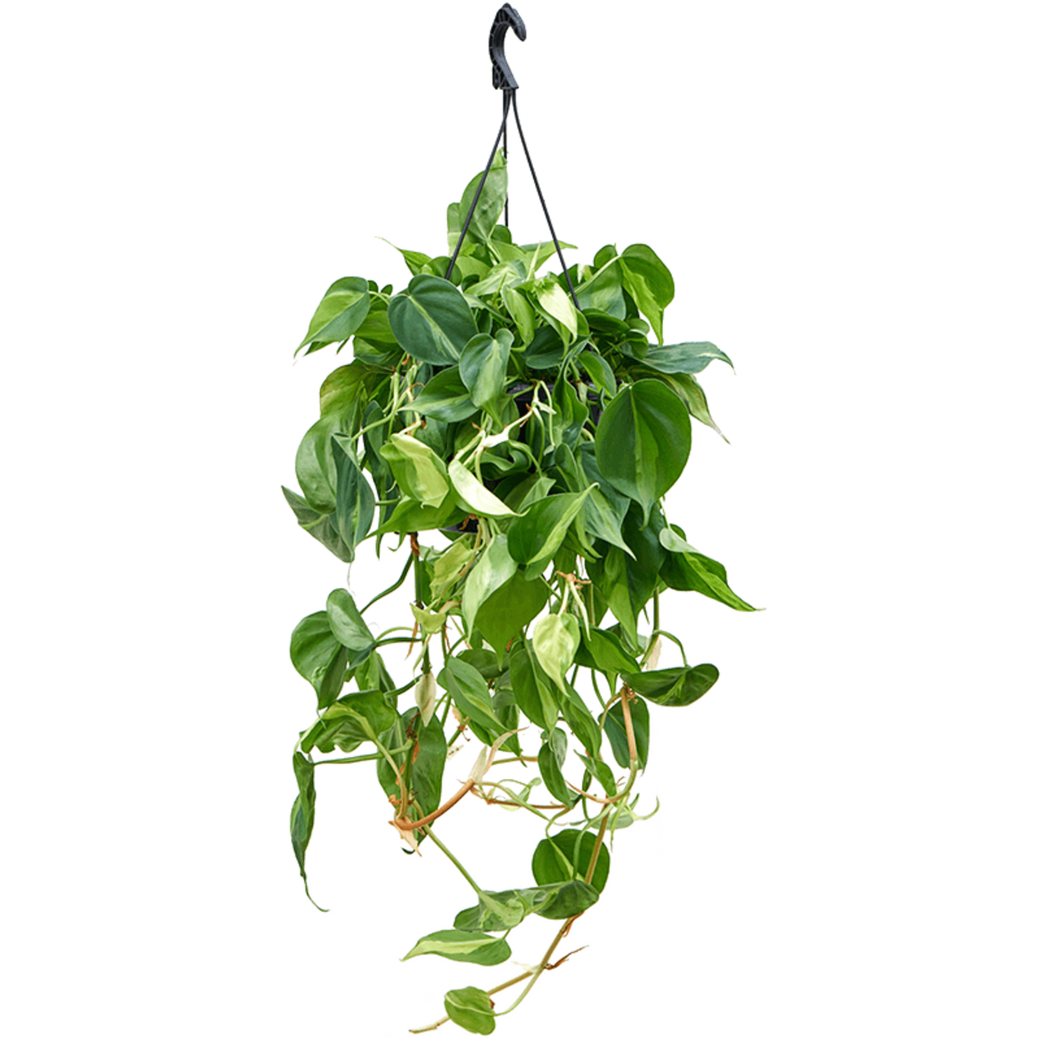 Philodendron Scandens | Billig kaufen - www.fleurdirect.com