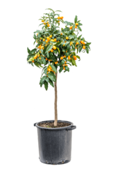 Orangenbaum XL