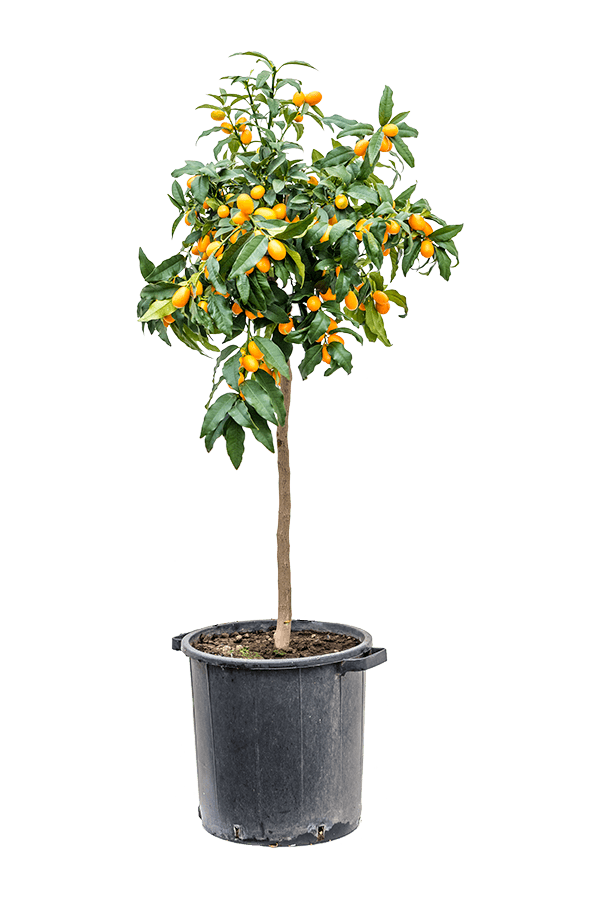 Orangenbaum XL