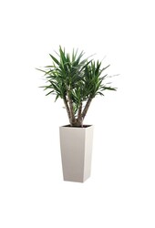 Yucca  im selbstbewässernder Topf
