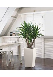 Yucca  im selbstbewässernder Topf