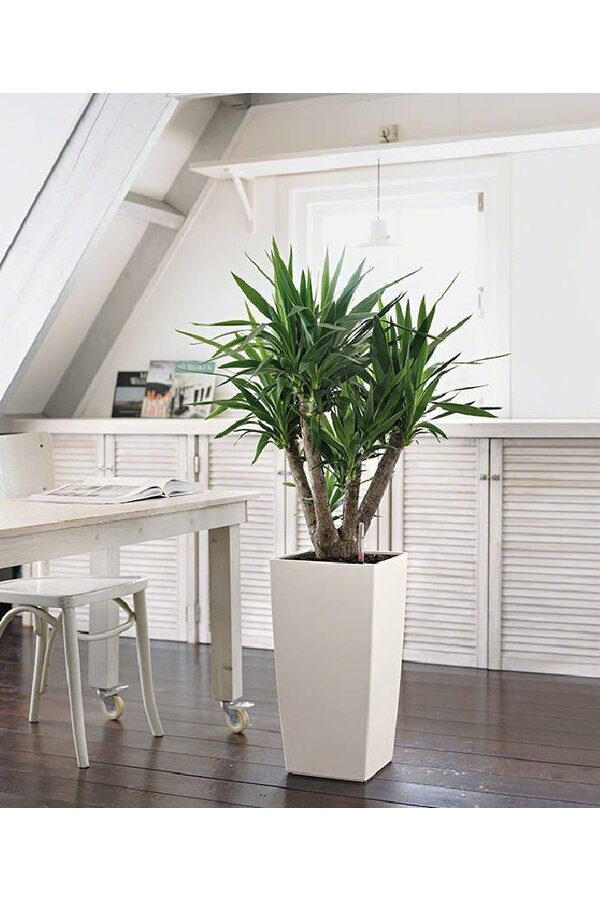 Yucca  im selbstbewässernder Topf
