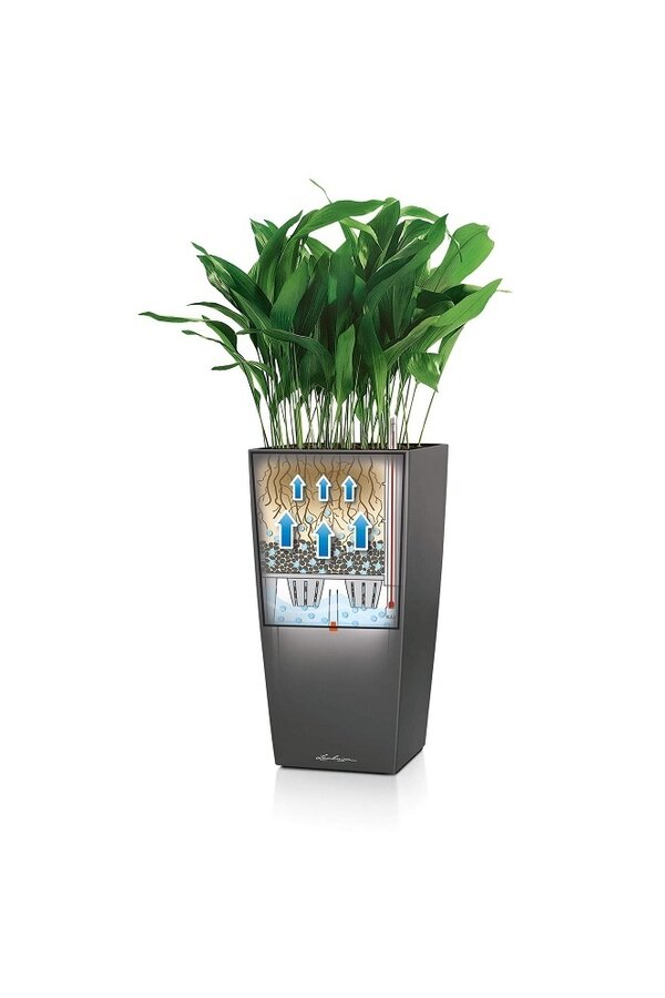Yucca  im selbstbewässernder Topf