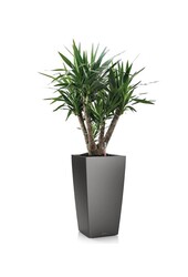 Yucca  im selbstbewässernder Topf