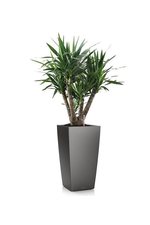 Yucca  im selbstbewässernder Topf