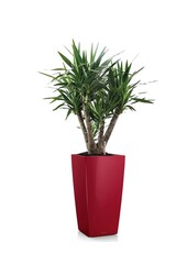 Yucca  im selbstbewässernder Topf