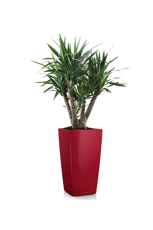 Yucca  im selbstbewässernder Topf