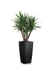 Yucca  im selbstbewässernder Topf