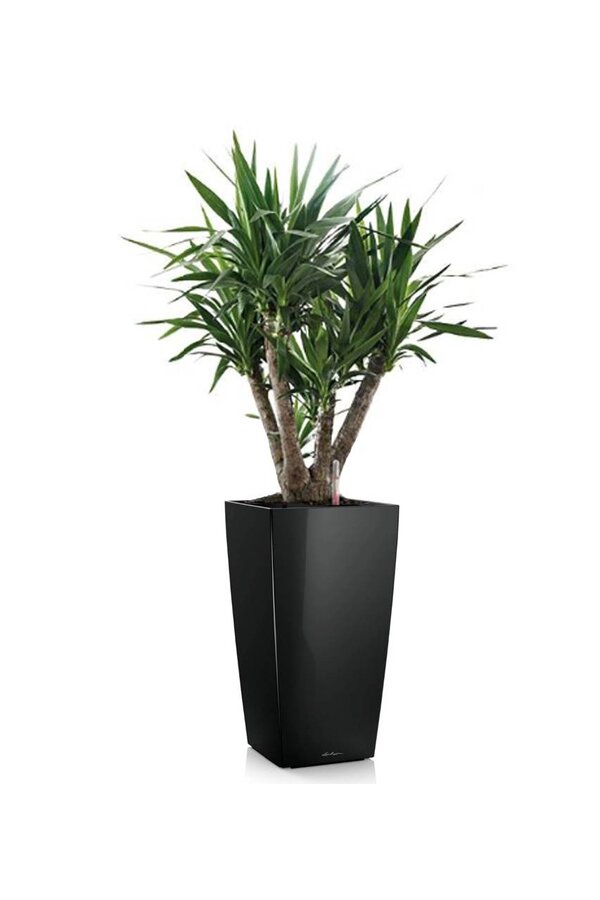 Yucca  im selbstbewässernder Topf