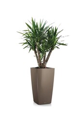 Yucca  im selbstbewässernder Topf