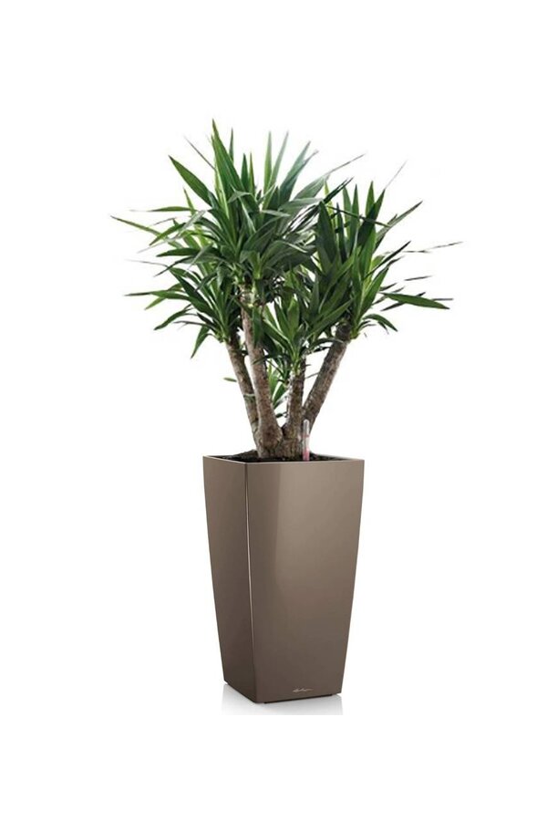 Yucca  im selbstbewässernder Topf