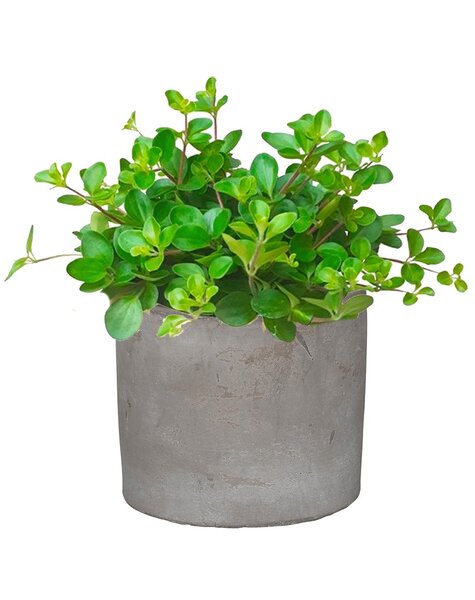 Baby-Pflanze Peperomia Rotundi im Keramiktopf