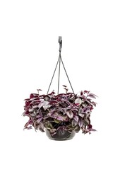 Tradescantia Zebrina lila