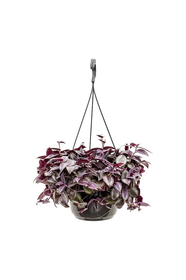 Tradescantia Zebrina lila
