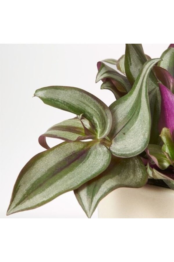 Tradescantia Zebrina lila