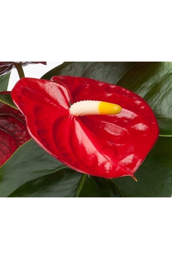 Anthurium Königlich Rot S