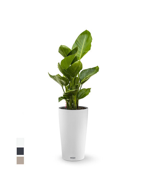 Lechuza Lechuza | Strelitzia