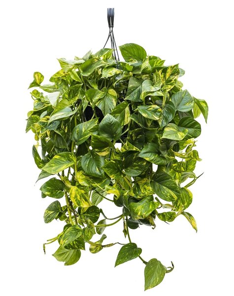 Scindapsus