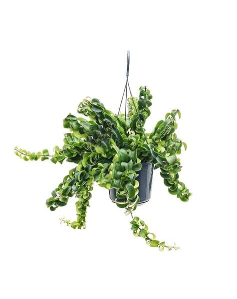 Aeschynanthus