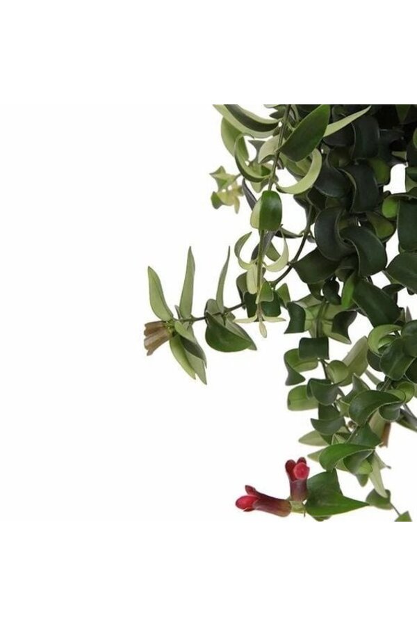 Aeschynanthus Lobbianus Wirbelwind