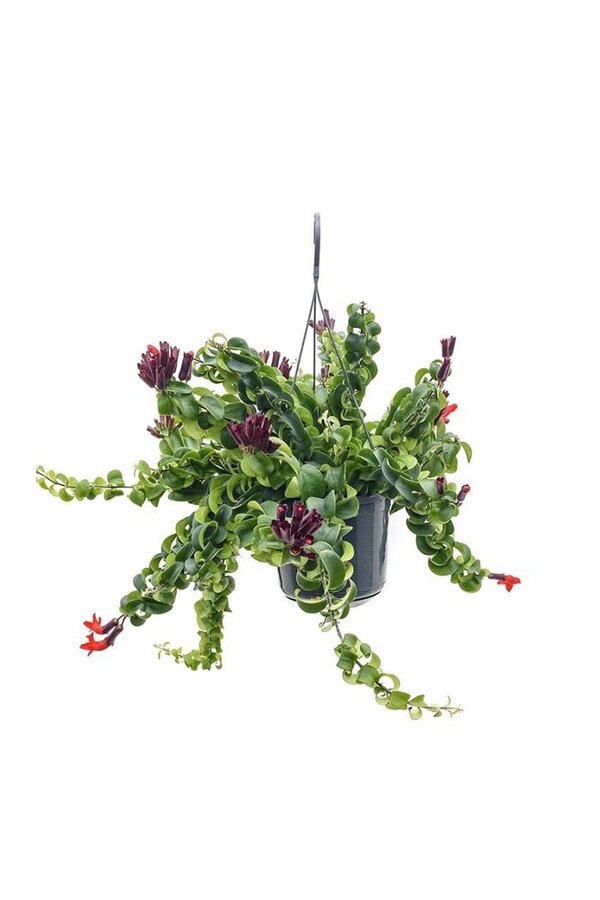 Aeschynanthus Lobbianus Wirbelwind