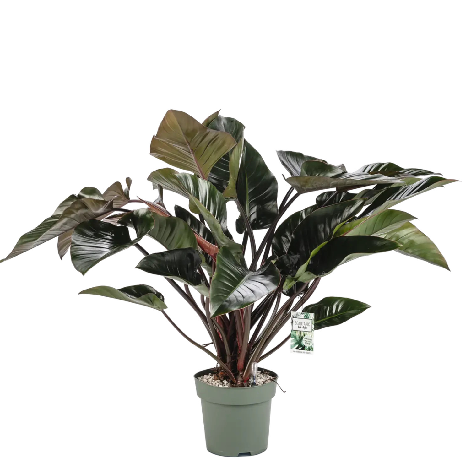 Philodendron Rote Schnheit - www.fleurdirect.com