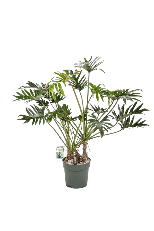 Philodendron Xantal