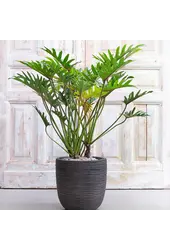 Philodendron Xantal