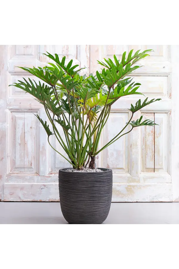 Philodendron Xantal