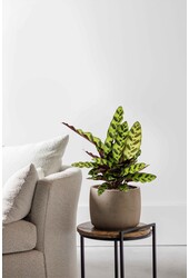 Calathea Rosea picta rosa