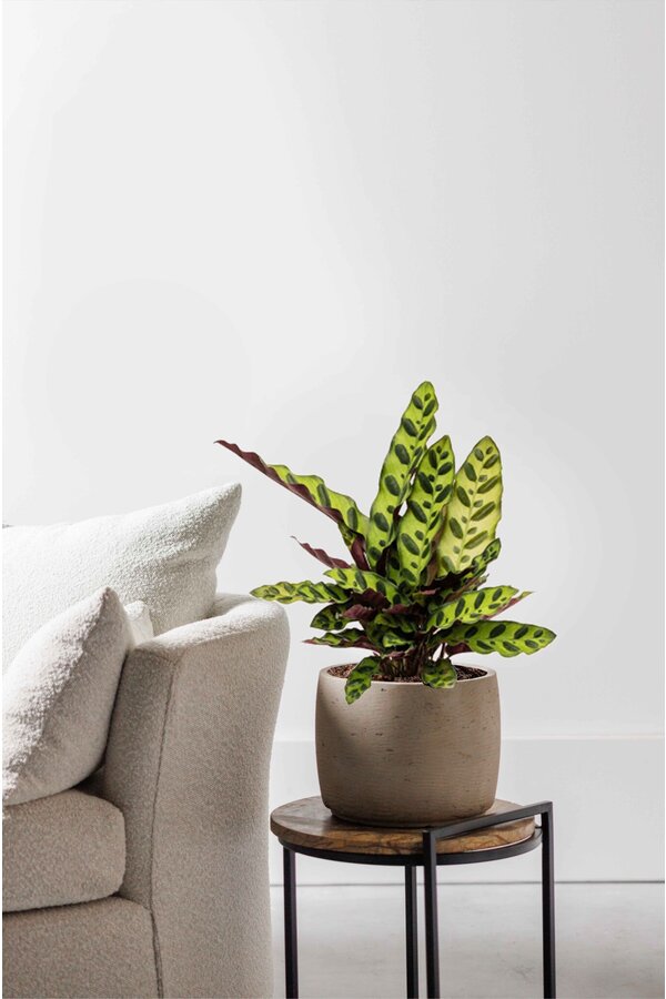 Calathea Rosea picta rosa