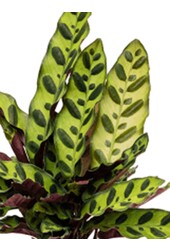 Calathea Rosea picta rosa