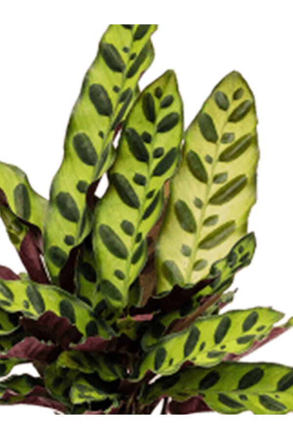 Calathea Rosea picta rosa