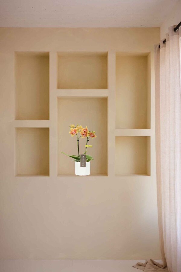 Phalaenopsis Optifriend Indy Toskana weiß
