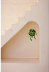 Hedera in Patt Pot