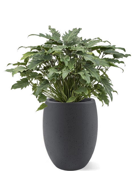 Ballon | Philodendron