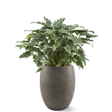 Ballon | Philodendron