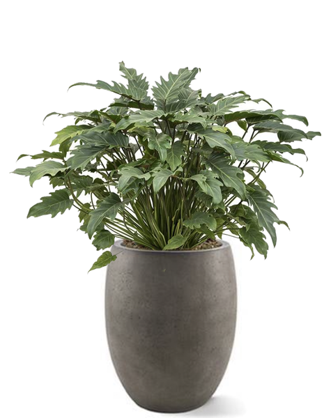 Ballon | Philodendron