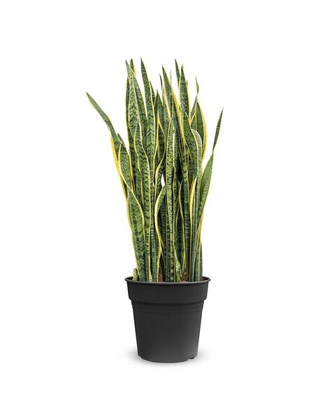 Sansevieria