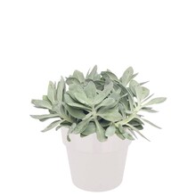 Elho Elho | Senecio
