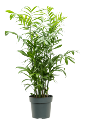 Chamaedorea Elegans