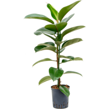 Hydrokulturpflanze Ficus elastica